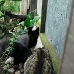 Denuncian que un hombre robó más de 300 gatos y los arrojó en un baldío de San Isidro